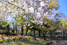 シロトピア記念公園の桜…