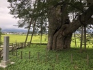 二の丸跡にある天然記念物、高瀬の大木
