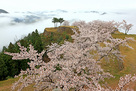 竹田城と桜と雲海…