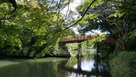 朝陽橋と楓