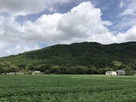 城址の繖山遠景（南側より）…