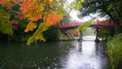 紅葉と朝陽橋