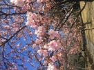 駿府公園の寒桜…