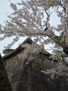 五稜郭の石垣と桜…