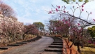 松ノ木坂の早咲きの梅…