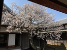 水戸城　弘道館と中庭の満開の梅…