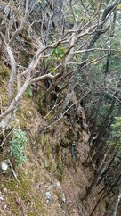 登城路の崖