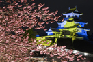 掛川桜と天守、夜景…