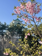 河津桜と大天守