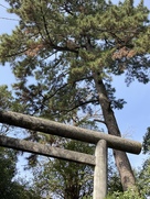 諏訪の大木（諏訪廓・諏訪神社）…