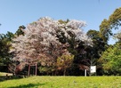 花沢城の桜
