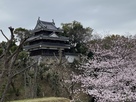 桜と丑寅櫓