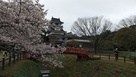 桜と模擬天守