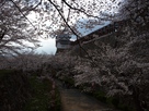 桜と備中櫓