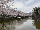 小田原城　満開の桜と水堀…