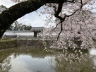 小田原城　桜越しの馬出門…