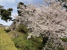 小田原城　満開の桜と常盤木門…