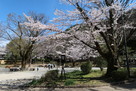 岐阜城 麓の岐阜公園の桜…