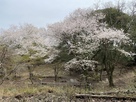 釣井の段の桜(本丸より)…