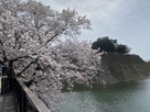 天守台(南東より)と桜