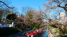 松川（旧神通川）と桜…