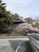 桜と桜門