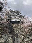 桜と本丸鉄櫓