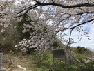 登城口桜