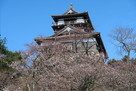 丸岡城 ほころび始めた桜…