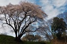 樹齢１５０年という氏邦桜…