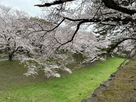 お堀の桜模様