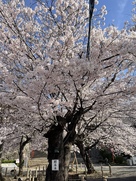 表中門前にある桜の標本木…