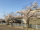 廊下橋御門と桜…