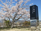 火灯櫓跡に満開の桜…