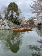 姫路城と桜、和船、城見橋…