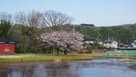 二の丸からの右郭の桜…