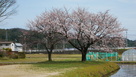 右郭の桜