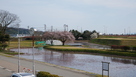 資料館からの右郭の桜…