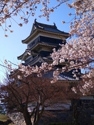 澄んだ青空と淡いピンクの桜に映える松本城…