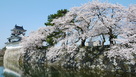 桜と模擬天守