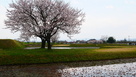 右郭の桜と二の丸の桜…