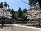 佐伎治神社の桜風景
