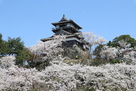 満開の桜と丸岡城…