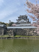 岸和田城と桜