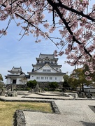 岸和田城、八陣の庭、桜…