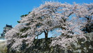 満開の桜と模擬天守…