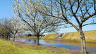 東側水堀の桜