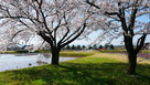 右郭の桜