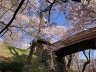 高遠城　内堀に架かる桜雲橋と満開の桜…