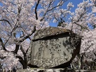 法幢院曲輪の石碑と桜…